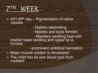7TH     WEEK
 43rd-49th day – Pigmentation of retina
  vissible
                - Digitals separating.
                - Nipples and eyes formed.
                 - Maxillary swelling fuse with
  medial nasal swelling and upper lip is
  formed.
              - prominent umbilical herniation.
 Major muscle system is developed.
 The child has its own blood type from
  mothers.
 