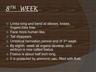 8TH       WEEK

   Limbs long and bend at elbows, knees,
    fingers,toes free.
   Face more human like.
   Tail disppears.
   Umbilical herniation persist end of 3rd week.
   By eighth week all organs develop, and
    embryo is now called foetus.
   Foetus is about half inch long.
   It is protected by amnionic sac, filled with fluid.
 