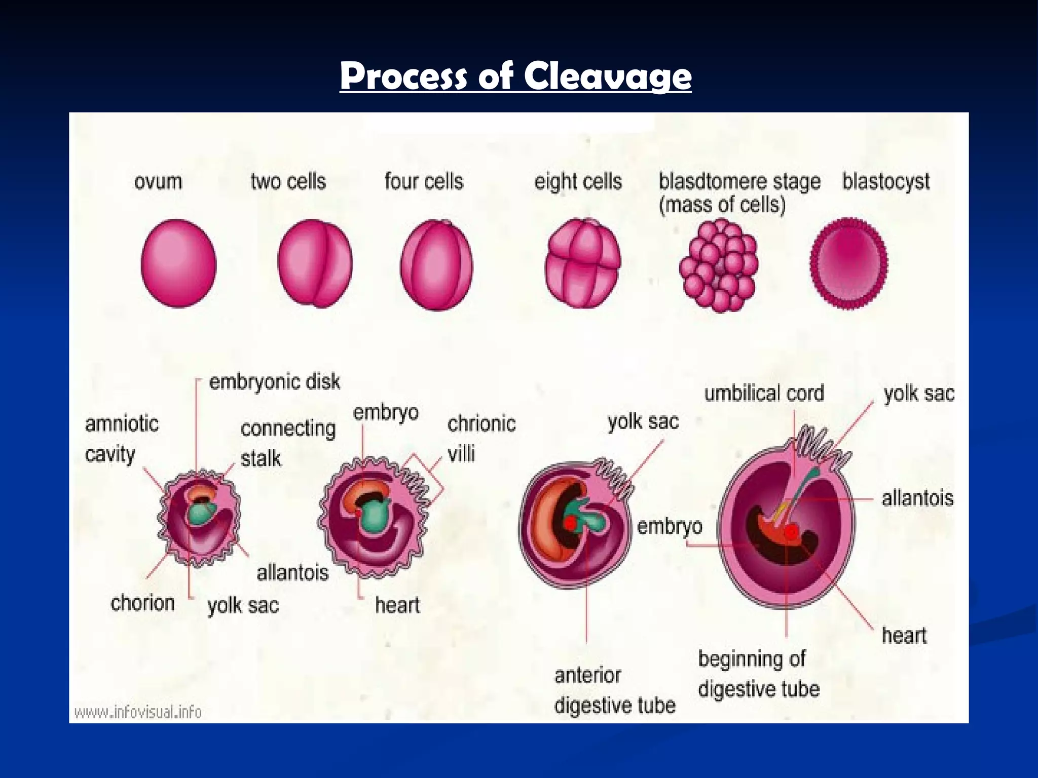 Process of Cleavage   