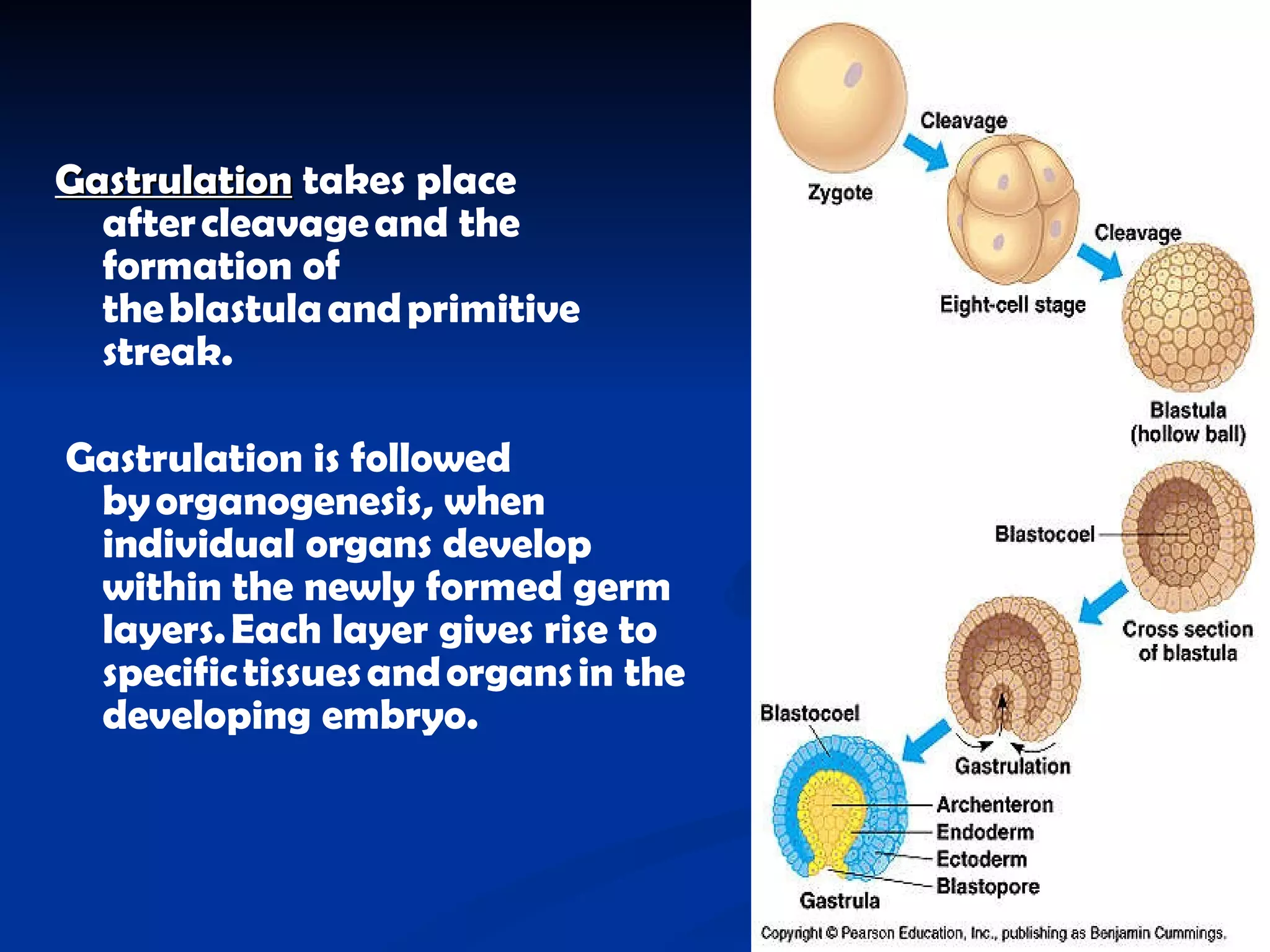 Gastrulation   takes place after cleavage and the formation of the blastula and primitive streak. Gastrulation is followed by organogenesis, when individual organs develop within the newly formed germ layers. Each layer gives rise to specific tissues and organs in the developing embryo.  