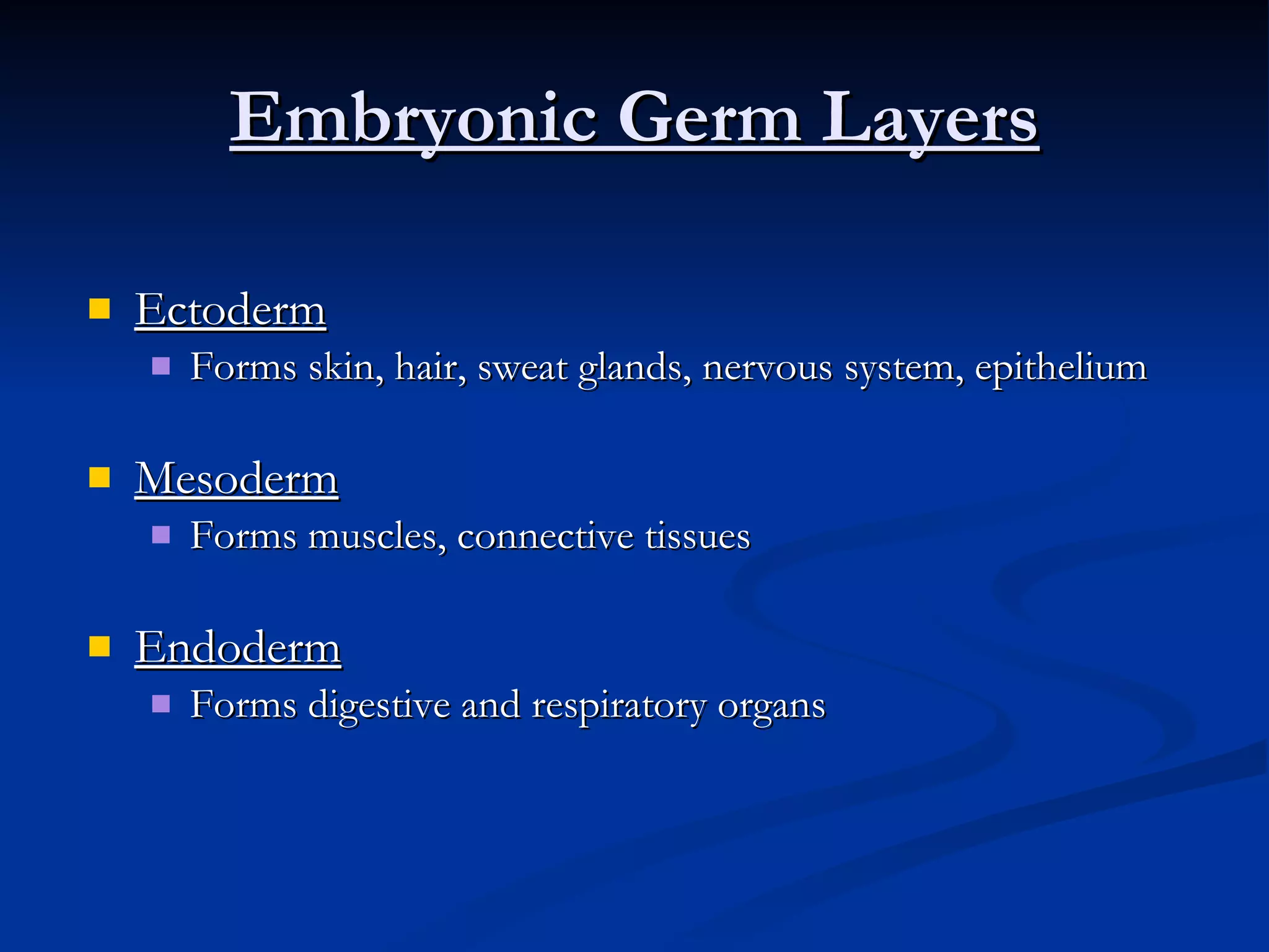 Embryonic Germ Layers Ectoderm Forms skin, hair, sweat glands, nervous system, epithelium Mesoderm Forms muscles, connective tissues Endoderm Forms digestive and respiratory organs 
