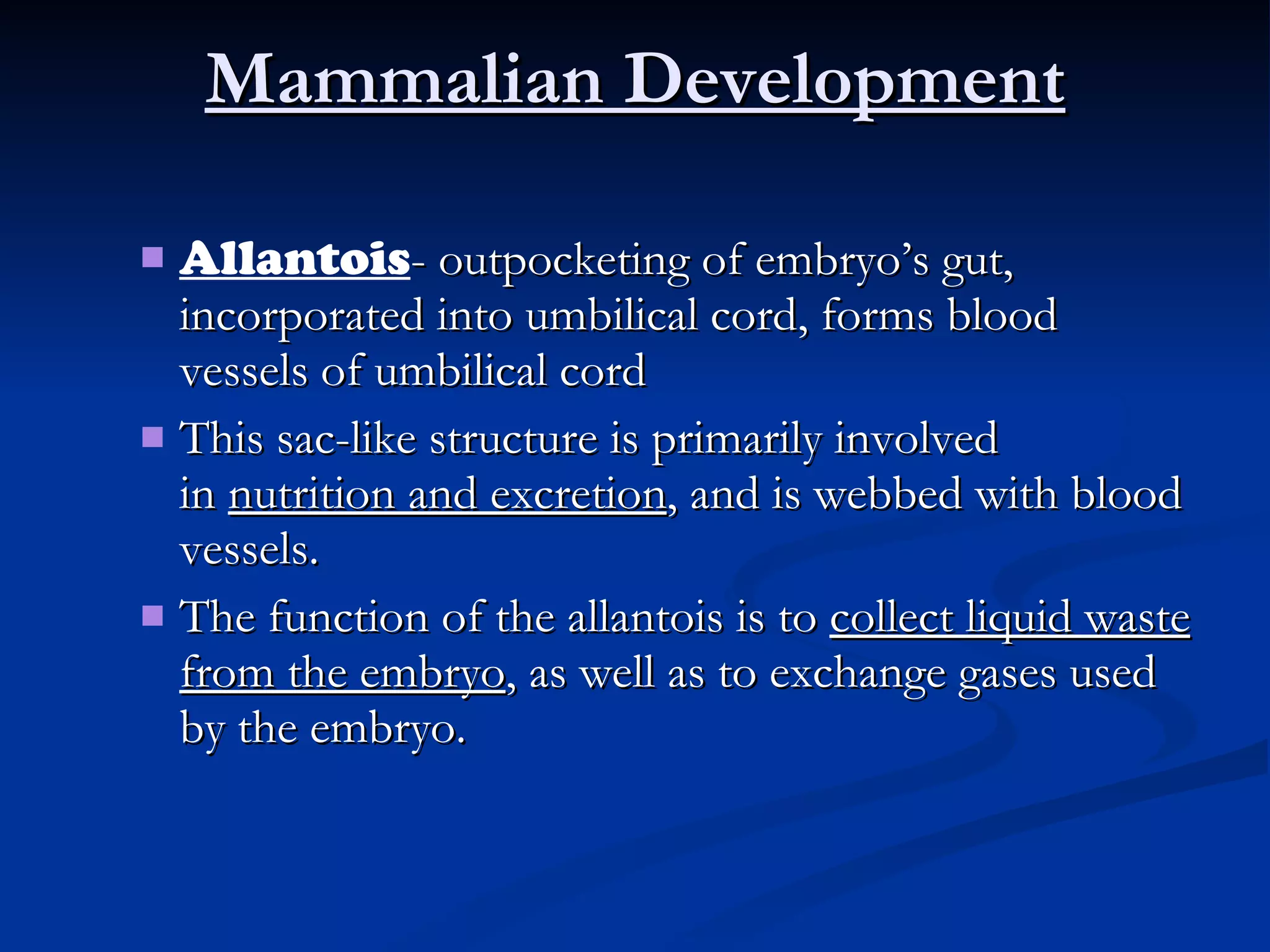 Mammalian Development Allantois - outpocketing of embryo’s gut, incorporated into umbilical cord, forms blood vessels of umbilical cord This sac-like structure is primarily involved in  nutrition and excretion , and is webbed with blood vessels. The function of the allantois is to  collect liquid waste from the embryo , as well as to exchange gases used by the embryo. 