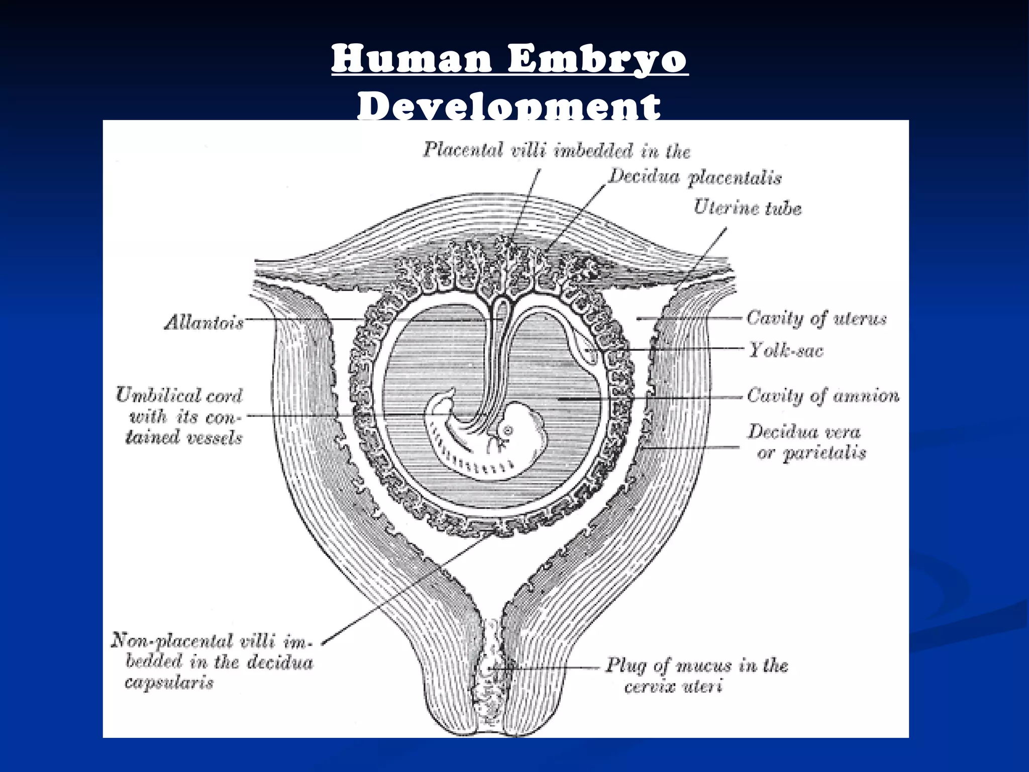 Human Embryo Development 
