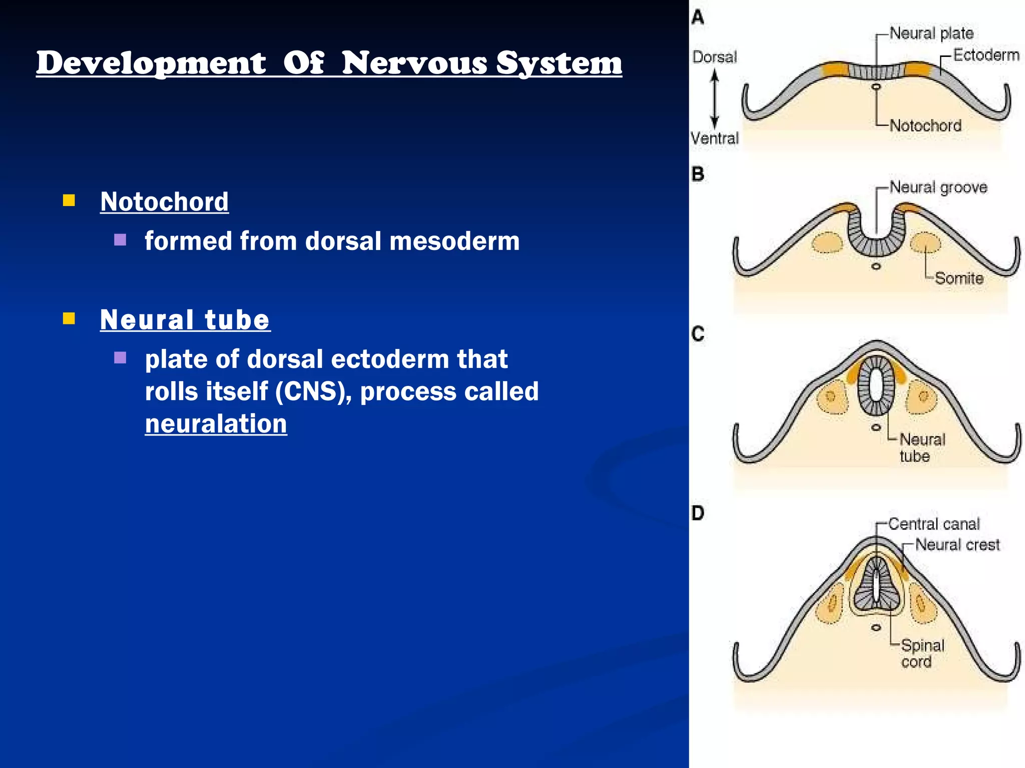 Notochord formed from dorsal mesoderm Neural tube plate of dorsal ectoderm that rolls itself (CNS), process called  neuralation Development  Of  Nervous System 