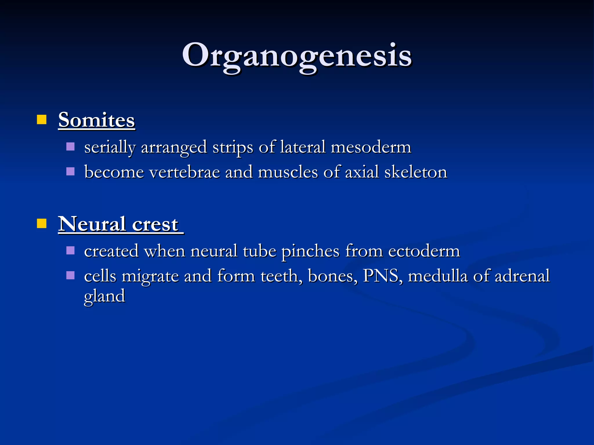 Organogenesis Somites serially arranged strips of lateral mesoderm become vertebrae and muscles of axial skeleton Neural crest   created when neural tube pinches from ectoderm cells migrate and form teeth, bones, PNS, medulla of adrenal gland 