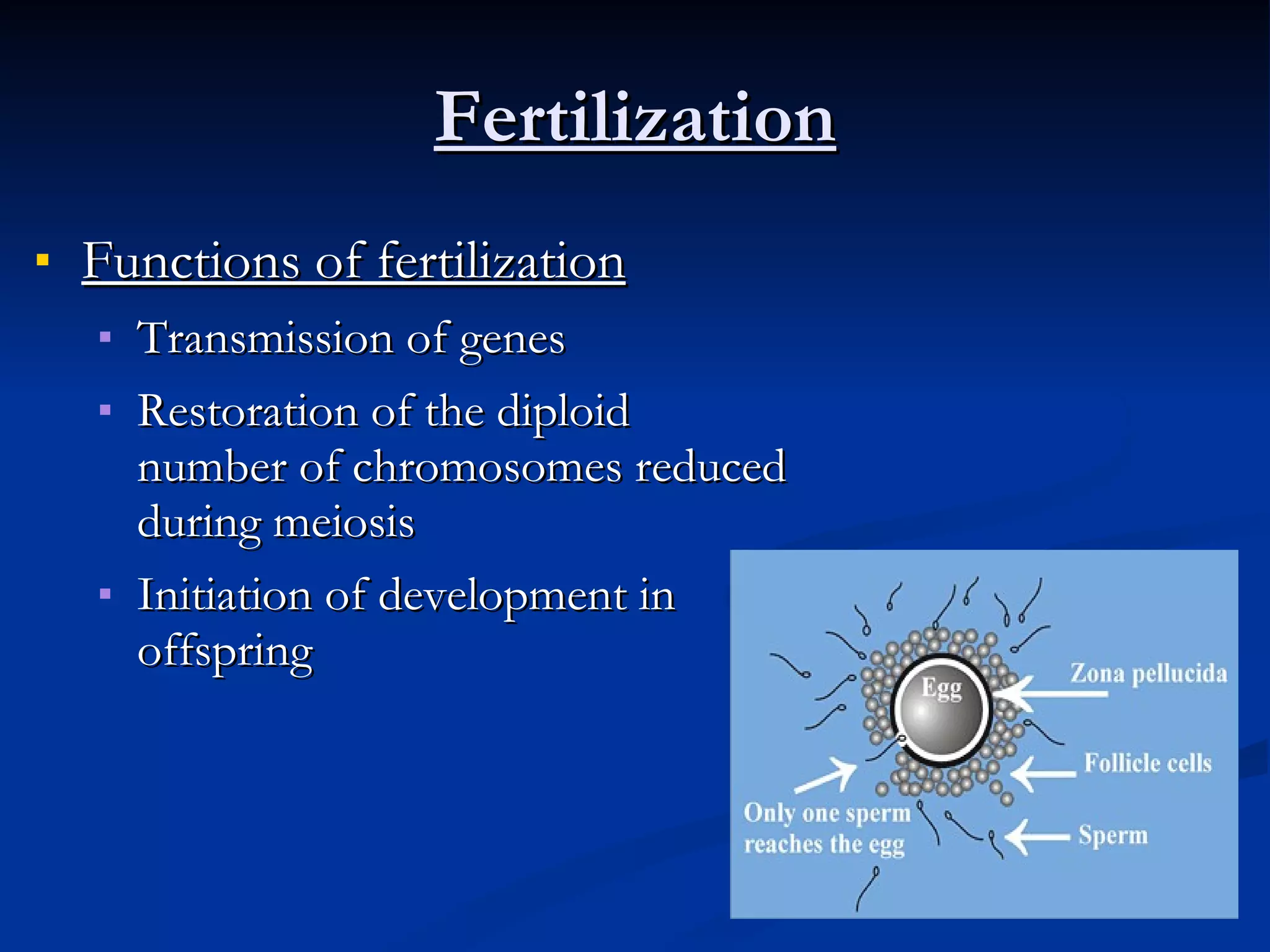 Fertilization Functions of fertilization Transmission of genes  Restoration of the diploid number of chromosomes reduced during meiosis Initiation of development in offspring  