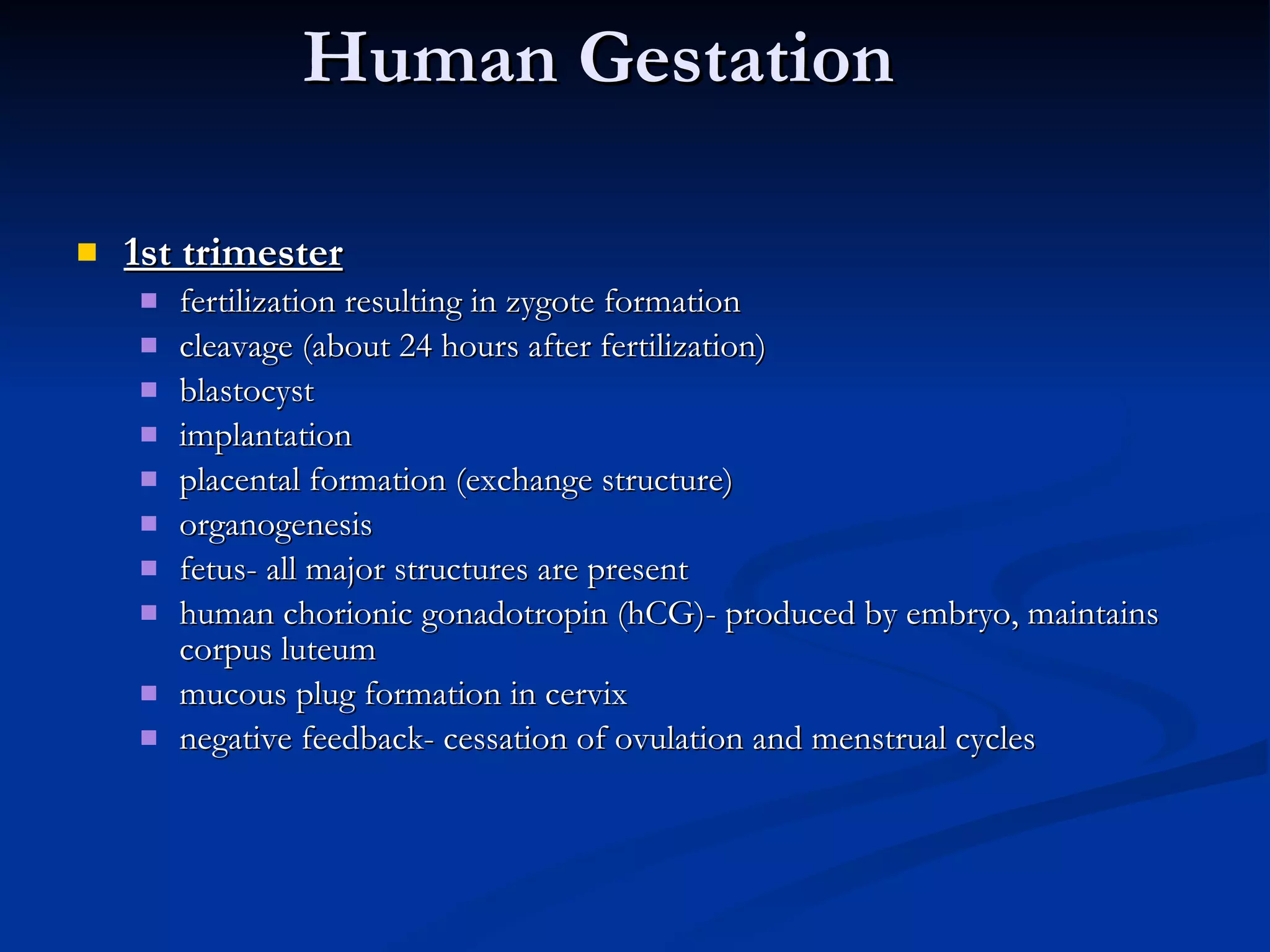 Human Gestation 1st trimester fertilization resulting in zygote formation cleavage (about 24 hours after fertilization) blastocyst implantation placental formation (exchange structure) organogenesis fetus- all major structures are present  human chorionic gonadotropin (hCG)- produced by embryo, maintains corpus luteum mucous plug formation in cervix negative feedback- cessation of ovulation and menstrual cycles 