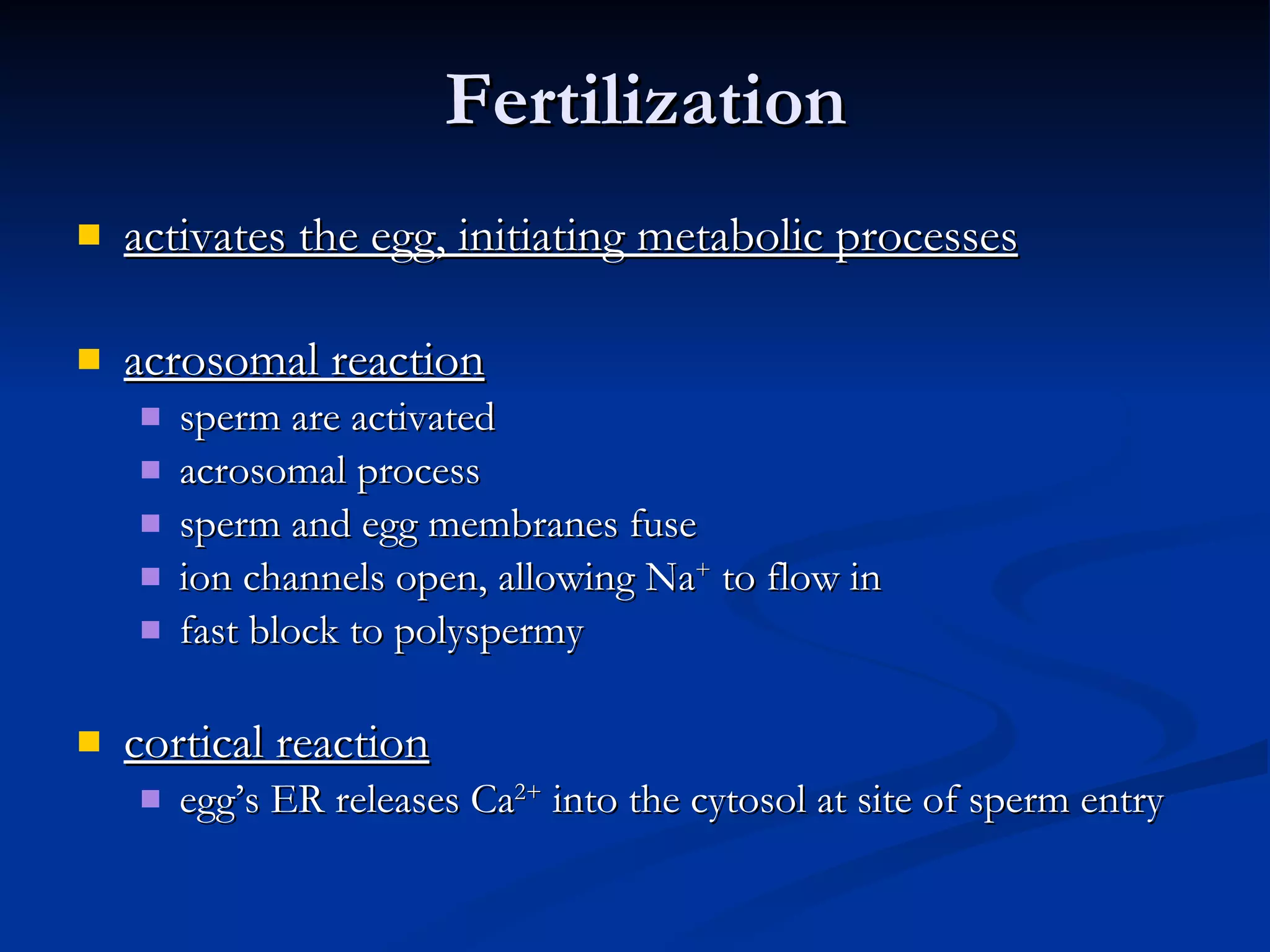 Fertilization activates the egg, initiating metabolic processes acrosomal reaction sperm are activated  acrosomal process sperm and egg membranes fuse ion channels open, allowing Na +  to flow in fast block to polyspermy cortical reaction egg’s ER releases Ca 2+  into the cytosol at site of sperm entry 