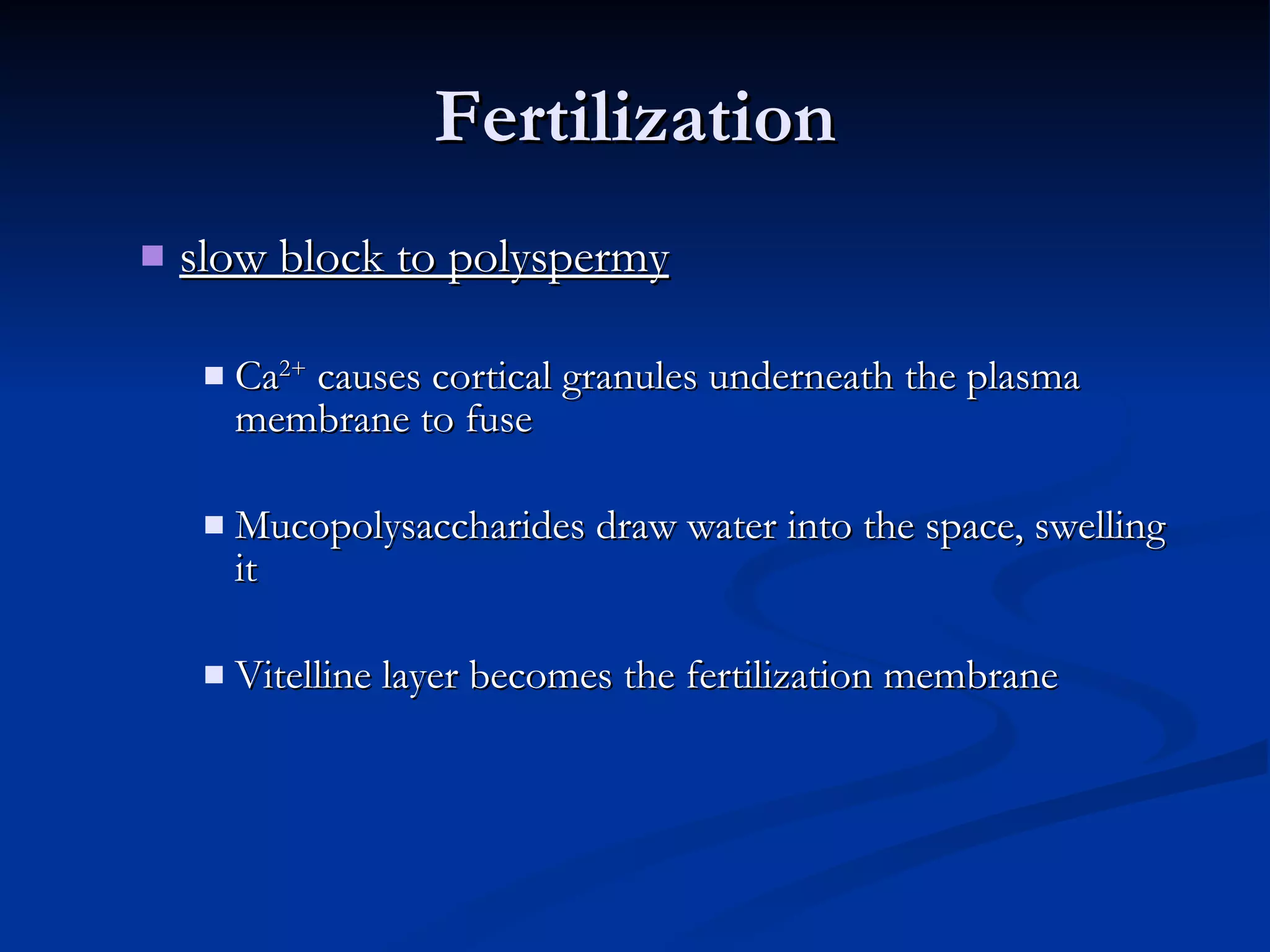 Fertilization slow block to polyspermy Ca 2+  causes cortical granules underneath the plasma membrane to fuse Mucopolysaccharides draw water into the space, swelling it Vitelline layer becomes the fertilization membrane 
