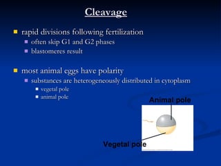 Cleavage rapid divisions following fertilization often skip G1 and G2 phases blastomeres result most animal eggs have polarity substances are heterogeneously distributed in cytoplasm vegetal pole animal pole Animal   pole Vegetal pole 