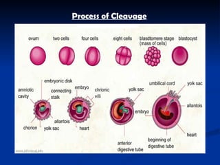 Process of Cleavage   