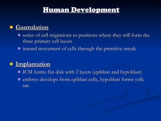 Gastrulation series of cell migrations to positions where they will form the three primary cell layers inward movement of cells through the primitive streak Implantation ICM forms flat disk with 2 layers (epiblast and hypoblast) embryo develops from epiblast cells, hypoblast forms yolk sac Human Development 