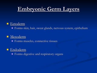 Embryonic Germ Layers Ectoderm Forms skin, hair, sweat glands, nervous system, epithelium Mesoderm Forms muscles, connective tissues Endoderm Forms digestive and respiratory organs 
