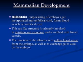 Mammalian Development Allantois - outpocketing of embryo’s gut, incorporated into umbilical cord, forms blood vessels of umbilical cord This sac-like structure is primarily involved in  nutrition and excretion , and is webbed with blood vessels. The function of the allantois is to  collect liquid waste from the embryo , as well as to exchange gases used by the embryo. 