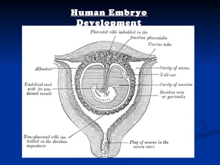 Human Embryo Development 