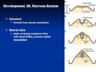 Notochord formed from dorsal mesoderm Neural tube plate of dorsal ectoderm that rolls itself (CNS), process called  neuralation Development  Of  Nervous System 