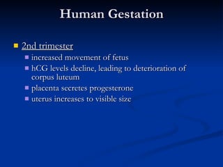 Human Gestation 2nd trimester increased movement of fetus hCG levels decline, leading to deterioration of corpus luteum placenta secretes progesterone uterus increases to visible size 