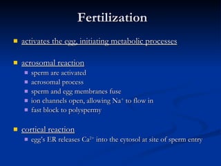 Fertilization activates the egg, initiating metabolic processes acrosomal reaction sperm are activated  acrosomal process sperm and egg membranes fuse ion channels open, allowing Na +  to flow in fast block to polyspermy cortical reaction egg’s ER releases Ca 2+  into the cytosol at site of sperm entry 