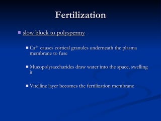 Fertilization slow block to polyspermy Ca 2+  causes cortical granules underneath the plasma membrane to fuse Mucopolysaccharides draw water into the space, swelling it Vitelline layer becomes the fertilization membrane 
