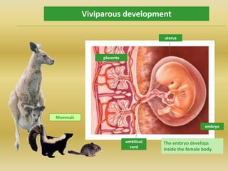 Viviparous development
Mammals
The embryo develops
inside the female body.
placenta
umbilical
cord
uterus
embryo
 