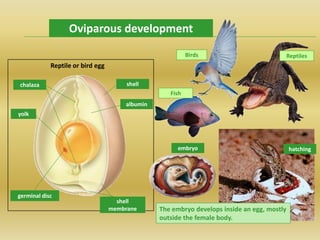 embryo
Fish
Birds Reptiles
Reptile or bird egg
shellchalaza
albumin
yolk
germinal disc
shell
membrane
Oviparous development
The embryo develops inside an egg, mostly
outside the female body.
hatching
 