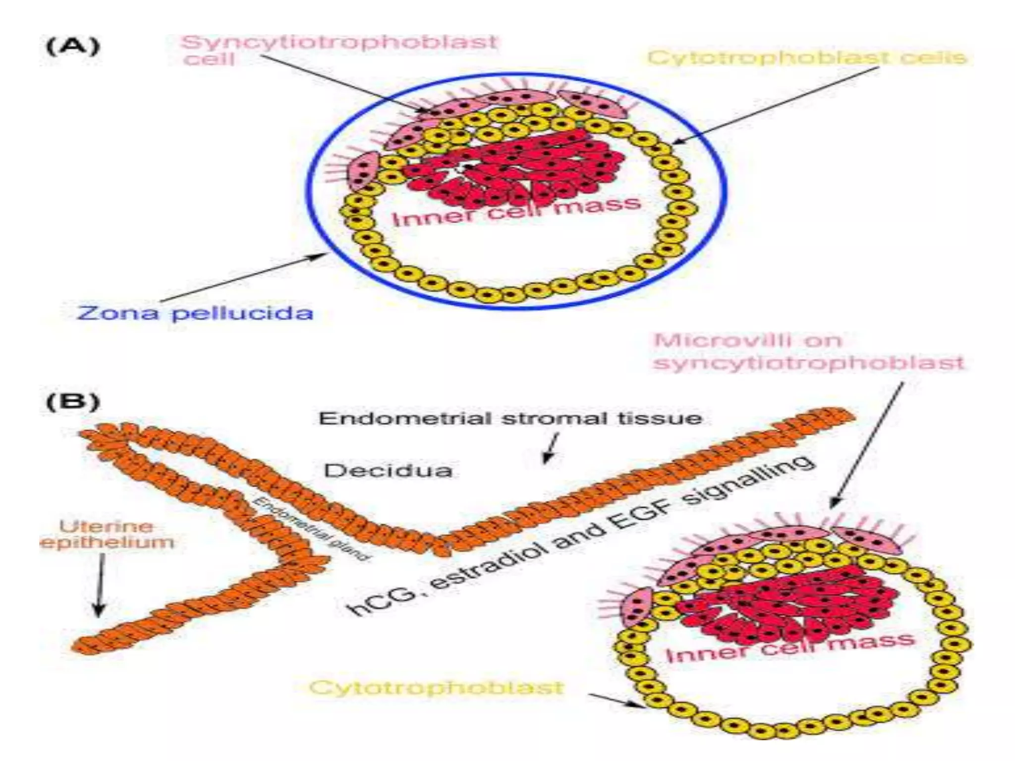 Embryonic development  SlideShare.