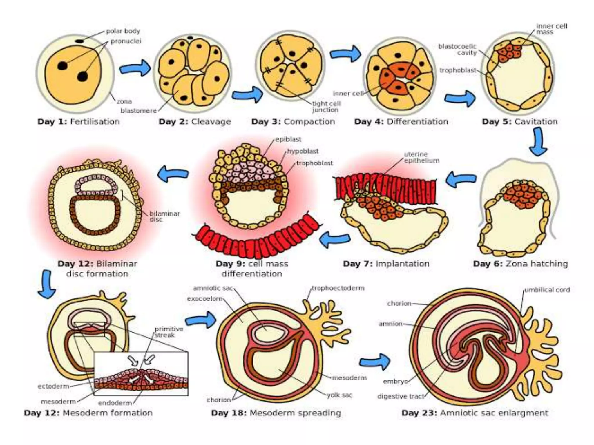 Embryonic development  SlideShare.