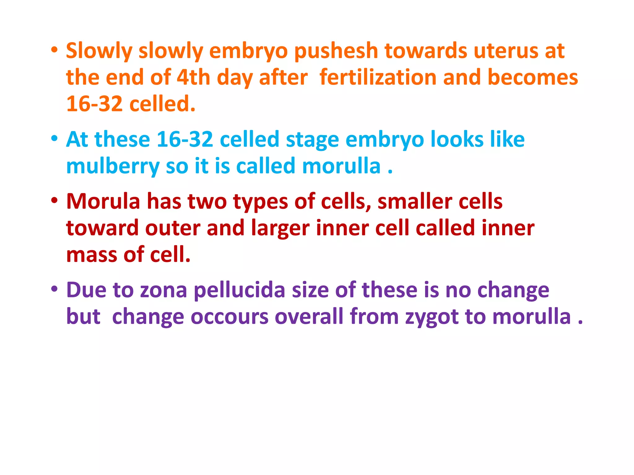 • Slowly slowly embryo pushesh towards uterus at
the end of 4th day after fertilization and becomes
16-32 celled.
• At these 16-32 celled stage embryo looks like
mulberry so it is called morulla .
• Morula has two types of cells, smaller cells
toward outer and larger inner cell called inner
mass of cell.
• Due to zona pellucida size of these is no change
but change occours overall from zygot to morulla .
 