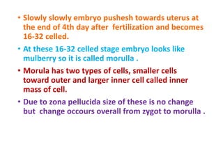 Embryonic development  SlideShare.
