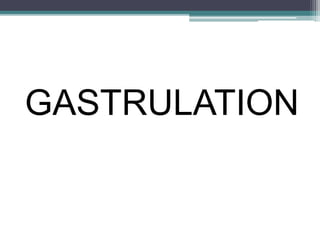 GASTRULATION
 