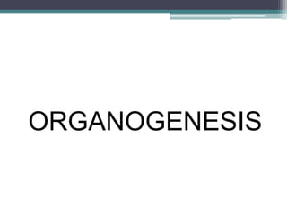 ORGANOGENESIS
 