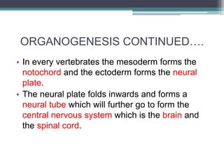 ORGANOGENESIS CONTINUED….
• In every vertebrates the mesoderm forms the
notochord and the ectoderm forms the neural
plate.
• The neural plate folds inwards and forms a
neural tube which will further go to form the
central nervous system which is the brain and
the spinal cord.
 