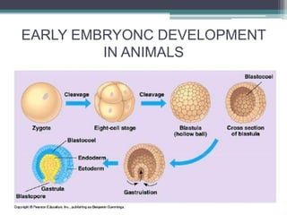 EARLY EMBRYONC DEVELOPMENT
IN ANIMALS
 