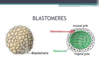 BLASTOMERES
 