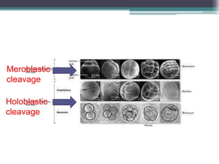 Meroblastic
cleavage
Holoblastic
cleavage
 