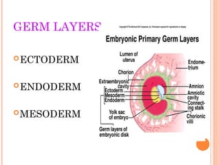 embryonic development, process and formation of blastocyst | PPT
