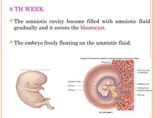 embryonic development, process and formation of blastocyst | PPT