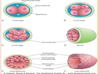 embryonic development, process and formation of blastocyst | PPT