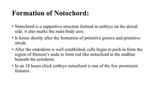 Formation of Notochord:
• Notochord is a supportive structure formed in embryo on the dorsal
side. it also marks the main body axis.
• It forms shortly after the formation of primitive groove and primitive
streak.
• After the endoderm is well established, cells begin to push in from the
region of Henson’s node to form rod like notochord in the midline
beneath the ectoderm.
• In an 18 hours chick embryo notochord is one of the few prominent
features.
 
