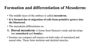 Formation and differentiation of Mesoderm:
• The middle layer of the embryo is called mesoderm.
• It is formed due to migration of cells from primitive groove into
the blastocoel.
• The mesoderm differentiates as:
1. Dorsal mesoderm: it forms from Henson’s node and develops
into notochord and Somites.
• Somites are compact cell masses on both sides of notochord and
neural tube. These form skeleton and skeletal muscles.
 