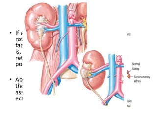 Embryonic development of the urogenital system | PPTX