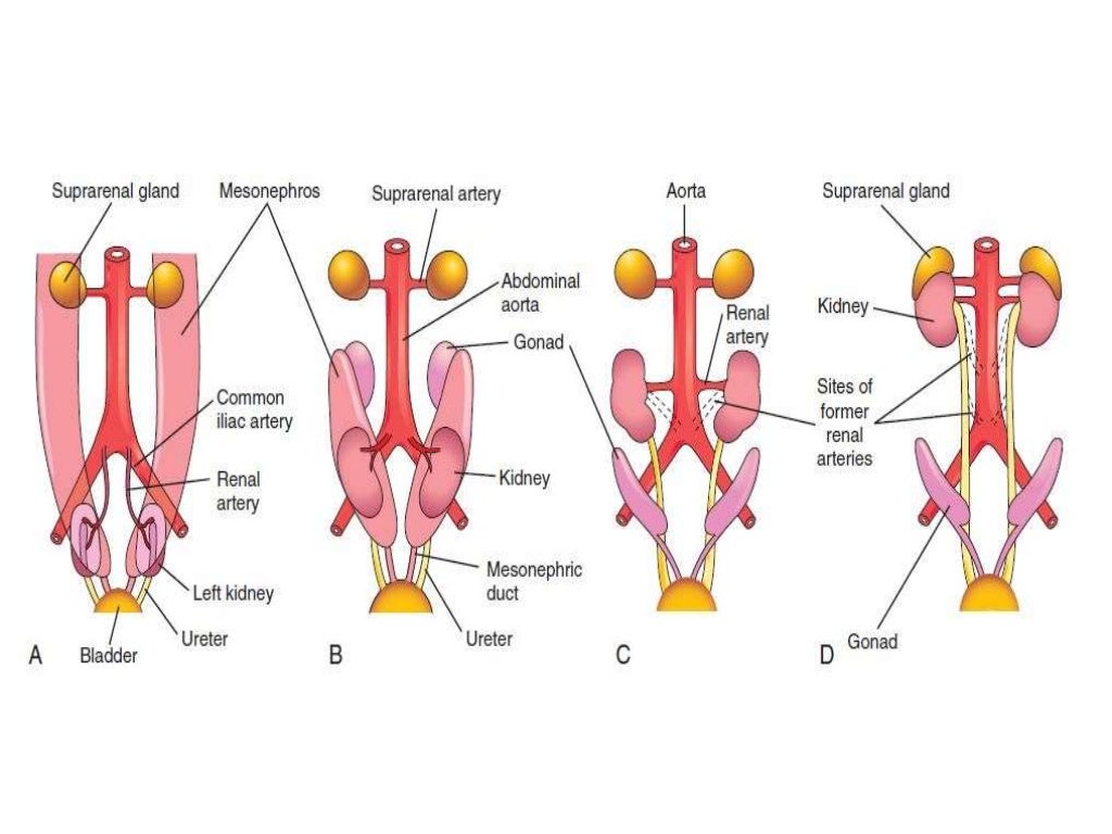 Rogenital Ridge Embryonic development of the urogenital system