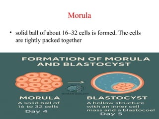 Morul Embryonic Development process presentation | PPTX