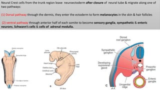 Neural Crest cells from the trunk region leave neuroectoderm after closure of neural tube & migrate along one of
two pathways:
(1) Dorsal pathway through the dermis, they enter the ectoderm to form melanocytes in the skin & hair follicles
(2) ventral pathway through anterior half of each somite to become sensory ganglia, sympathetic & enteric
neurons, Schwann’s cells & cells of adrenal medulla.
 