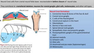Neural Crest cells from cranial neural folds leave neuroectoderm before closure of neural tube.
They contribute to craniofacial skeleton, neurons for cranial ganglia, glial cells, melanocytes, and other cell types.
Neural Crest Derivatives
1. Connective tissue & bones of the face & skull
2. Cranial nerve ganglia
3. C cells of the thyroid gland
4. Conotruncal septum in the heart
5. Odontoblasts
6. Dermis in face and neck
7. Spinal (dorsal root) ganglia
8. Sympathetic chain and preaortic ganglia
9. Parasympathetic ganglia of the gastrointestinal
tract
10.Adrenal medulla
11.Schwann cells
12.Glial cells
13.Arachnoid and pia mater (leptomeninges)
14.Melanocytes
 