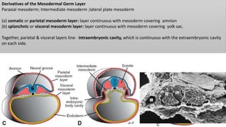 Derivatives of the Mesodermal Germ Layer
Paraxial mesoderm; Intermediate mesoderm ;lateral plate mesoderm
(a) somatic or parietal mesoderm layer: layer continuous with mesoderm covering amnion
(b) splanchnic or visceral mesoderm layer: layer continuous with mesoderm covering yolk sac.
Together, parietal & visceral layers line- intraembryonic cavity, which is continuous with the extraembryonic cavity
on each side.
 