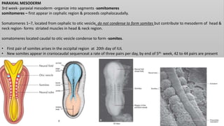 PARAXIAL MESODERM
3rd week- paraxial mesoderm -organize into segments -somitomeres
somitomeres – first appear in cephalic region & proceeds cephalocaudally.
Somatomeres 1–7, located from cephalic to otic vesicle, do not condense to form somites but contribute to mesoderm of head &
neck region- forms striated muscles in head & neck region.
somatomeres located caudal to otic vesicle condense to form -somites.
• First pair of somites arises in the occipital region at 20th day of IUL
• New somites appear in craniocaudal sequenceat a rate of three pairs per day, by end of 5th week, 42 to 44 pairs are present
 