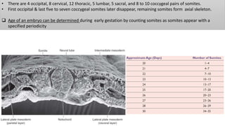 • There are 4 occipital, 8 cervical, 12 thoracic, 5 lumbar, 5 sacral, and 8 to 10 coccygeal pairs of somites.
• First occipital & last five to seven coccygeal somites later disappear, remaining somites form axial skeleton.
 Age of an embryo can be determined during early gestation by counting somites as somites appear with a
specified periodicity
 