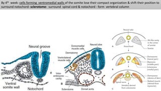 By 4th week- cells forming ventromedial walls of the somite lose their compact organization & shift their position to
surround notochord- sclerotome- surround spinal cord & notochord - form vertebral column
 