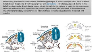• Cells forming dorsomedial & ventrolateral wall of the upper region of somite form precursors for muscle cells
• Cells between dorsomedial & ventrolateral groups form Dermatome- subcutaneous tissue & dermis of skin
• Cells from dorsomedial & ventrolateral groups migrate beneath the dermatome to create the dermomyotome.
• Cells from ventrolateral wall migrate into the parietal layer of lateral plate mesoderm to form most of the
musculature for the body wall (external and internal oblique and transversus abdominis muscles) & limb
muscles
 
